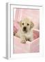 Labrador Retriever Puppy in a Wooden Box-null-Framed Photographic Print