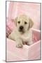 Labrador Retriever Puppy in a Wooden Box-null-Mounted Photographic Print