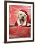 Labrador Retriever Puppy in a Wooden Box-null-Framed Photographic Print