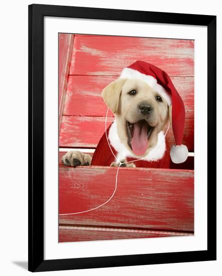 Labrador Retriever Puppy in a Wooden Box-null-Framed Photographic Print