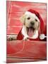 Labrador Retriever Puppy in a Wooden Box-null-Mounted Photographic Print