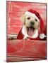 Labrador Retriever Puppy in a Wooden Box-null-Mounted Photographic Print