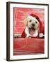 Labrador Retriever Puppy in a Wooden Box-null-Framed Photographic Print