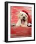 Labrador Retriever Puppy in a Wooden Box-null-Framed Photographic Print