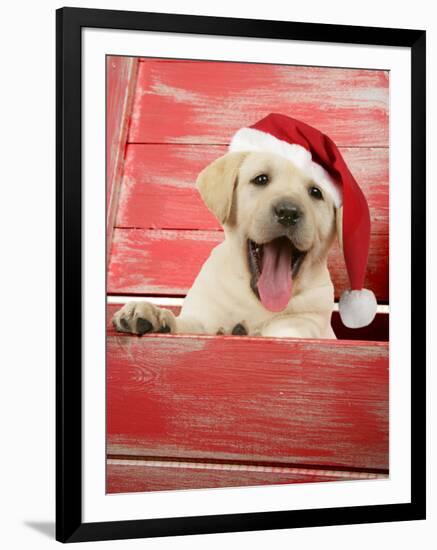 Labrador Retriever Puppy in a Wooden Box-null-Framed Photographic Print