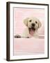 Labrador Retriever Puppy in a Wooden Box-null-Framed Photographic Print