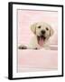 Labrador Retriever Puppy in a Wooden Box-null-Framed Photographic Print