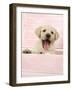 Labrador Retriever Puppy in a Wooden Box-null-Framed Photographic Print