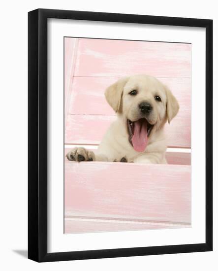 Labrador Retriever Puppy in a Wooden Box-null-Framed Photographic Print