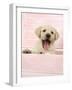 Labrador Retriever Puppy in a Wooden Box-null-Framed Photographic Print