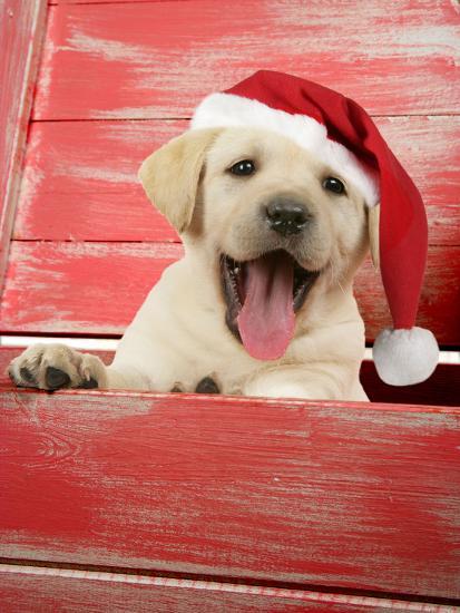 Labrador Retriever Puppy in a Wooden Box' Photographic Print