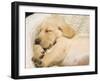 Labrador Retriever Puppy Sleeping in its Bed-Rick A. Brown-Framed Photographic Print