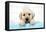 Labrador Retriever Puppy with in Bath with Soap Bubbles-null-Framed Stretched Canvas