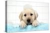 Labrador Retriever Puppy with in Bath with Soap Bubbles-null-Stretched Canvas