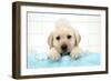 Labrador Retriever Puppy with in Bath with Soap Bubbles-null-Framed Photographic Print