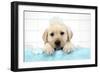 Labrador Retriever Puppy with in Bath with Soap Bubbles-null-Framed Photographic Print