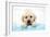 Labrador Retriever Puppy with in Bath with Soap Bubbles-null-Framed Photographic Print