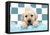 Labrador Retriever Puppy with Soap Bubbles-null-Framed Stretched Canvas