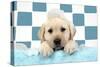 Labrador Retriever Puppy with Soap Bubbles-null-Stretched Canvas