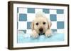 Labrador Retriever Puppy with Soap Bubbles-null-Framed Photographic Print