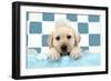 Labrador Retriever Puppy with Soap Bubbles-null-Framed Photographic Print