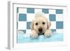 Labrador Retriever Puppy with Soap Bubbles-null-Framed Photographic Print