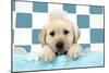 Labrador Retriever Puppy with Soap Bubbles-null-Mounted Photographic Print