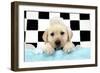 Labrador Retriever Puppy with Soap Bubbles-null-Framed Photographic Print