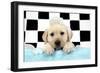 Labrador Retriever Puppy with Soap Bubbles-null-Framed Photographic Print