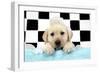 Labrador Retriever Puppy with Soap Bubbles-null-Framed Photographic Print
