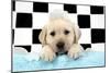 Labrador Retriever Puppy with Soap Bubbles-null-Mounted Photographic Print