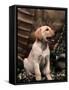 Labrador Retriever Puppy-Joe McDonald-Framed Stretched Canvas
