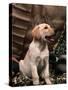 Labrador Retriever Puppy-Joe McDonald-Stretched Canvas