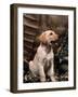 Labrador Retriever Puppy-Joe McDonald-Framed Photographic Print