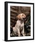Labrador Retriever Puppy-Joe McDonald-Framed Photographic Print
