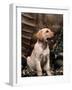 Labrador Retriever Puppy-Joe McDonald-Framed Photographic Print
