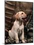Labrador Retriever Puppy-Joe McDonald-Mounted Photographic Print
