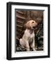 Labrador Retriever Puppy-Joe McDonald-Framed Photographic Print