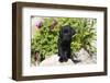 Labrador Retriever Puppy-null-Framed Photographic Print