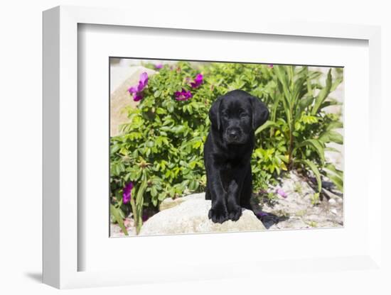 Labrador Retriever Puppy-null-Framed Photographic Print