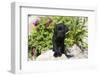 Labrador Retriever Puppy-null-Framed Photographic Print