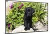 Labrador Retriever Puppy-null-Mounted Photographic Print
