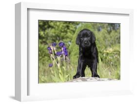 Labrador Retriever Puppy-null-Framed Photographic Print