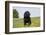 Labrador Retriever Puppy-null-Framed Photographic Print