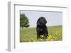 Labrador Retriever Puppy-null-Framed Photographic Print
