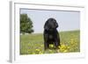 Labrador Retriever Puppy-null-Framed Photographic Print