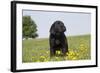 Labrador Retriever Puppy-null-Framed Photographic Print