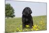 Labrador Retriever Puppy-null-Mounted Photographic Print