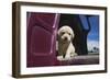 Labrador retriever puppy-Zandria Muench Beraldo-Framed Photographic Print