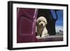 Labrador retriever puppy-Zandria Muench Beraldo-Framed Photographic Print